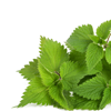 Nettle extract - Exurol Composition